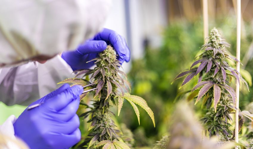 Was ist medizinisches Cannabis?